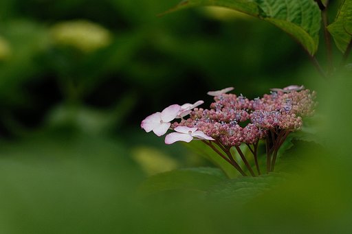 これも？　紫陽花