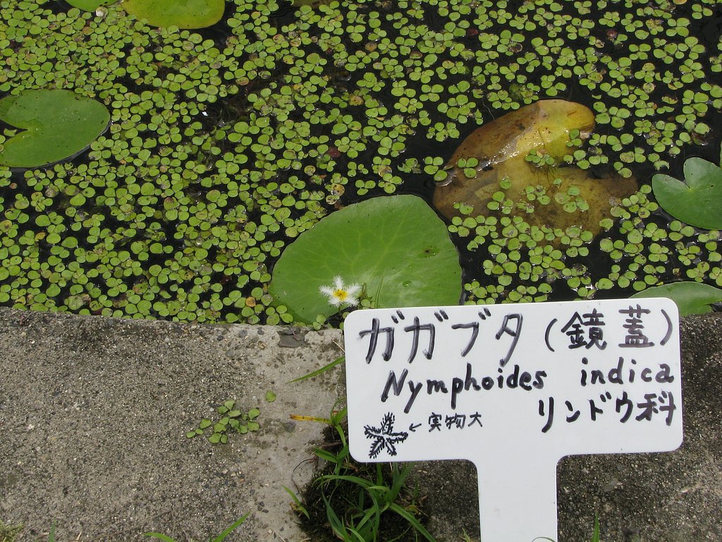 続ガガブタ