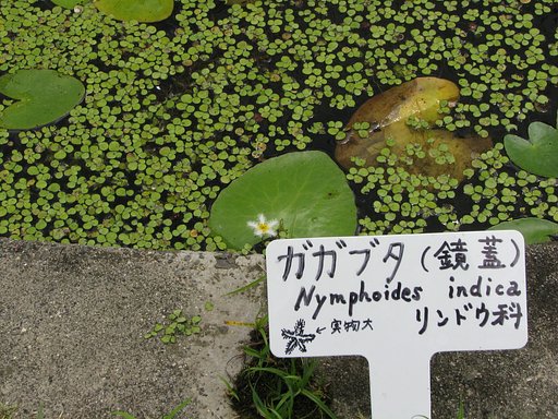 続ガガブタ