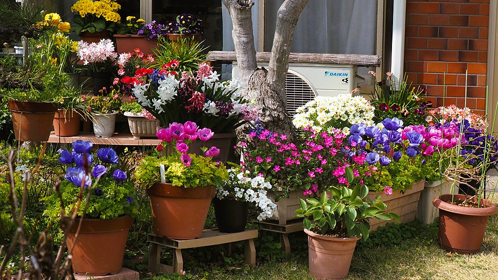 庭の花