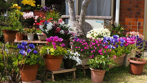庭の花