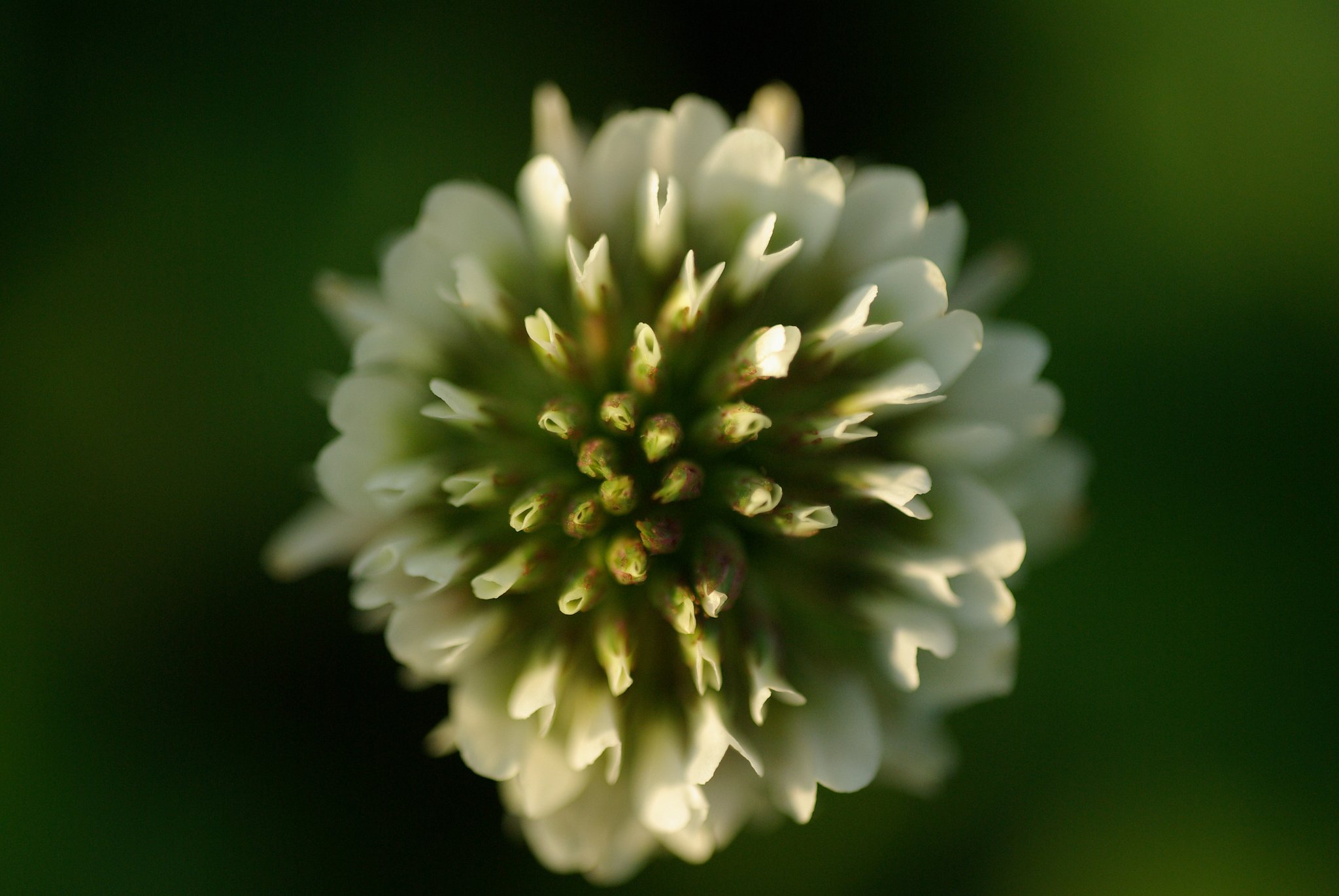 畦道の花火