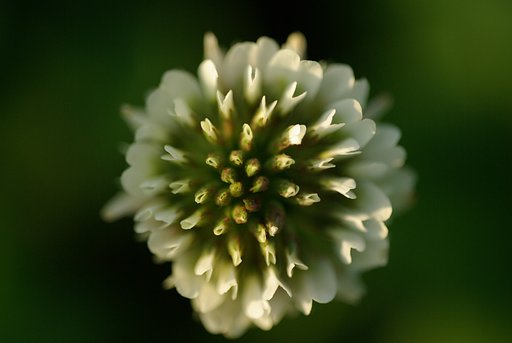 畦道の花火