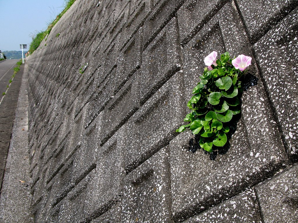 ブロックから浜昼顔がこんにちは