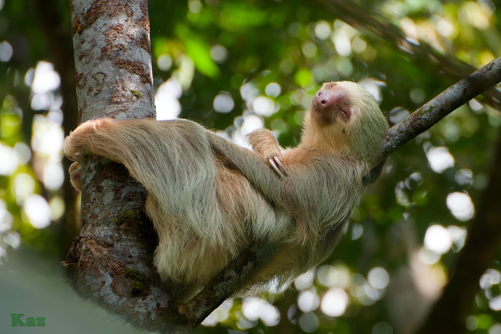 Costa Rica 39