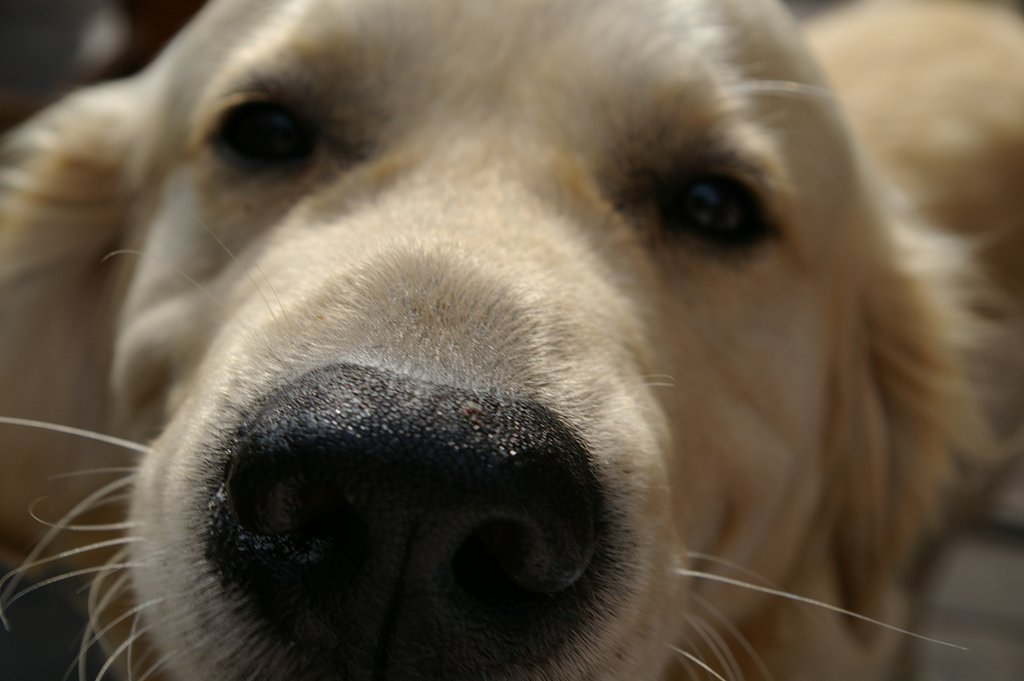 Dog's portrait