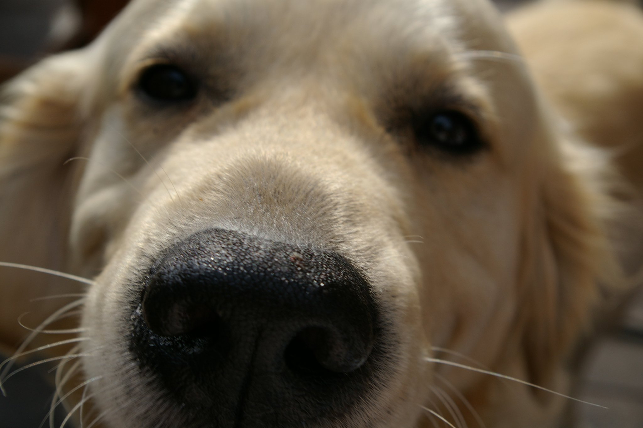 Dog's portrait
