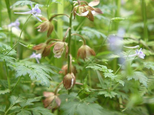 おしえてください＜花の名前