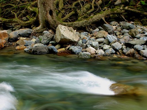 水辺に棲む