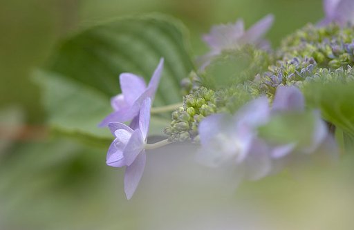 庭のアジサイです・・