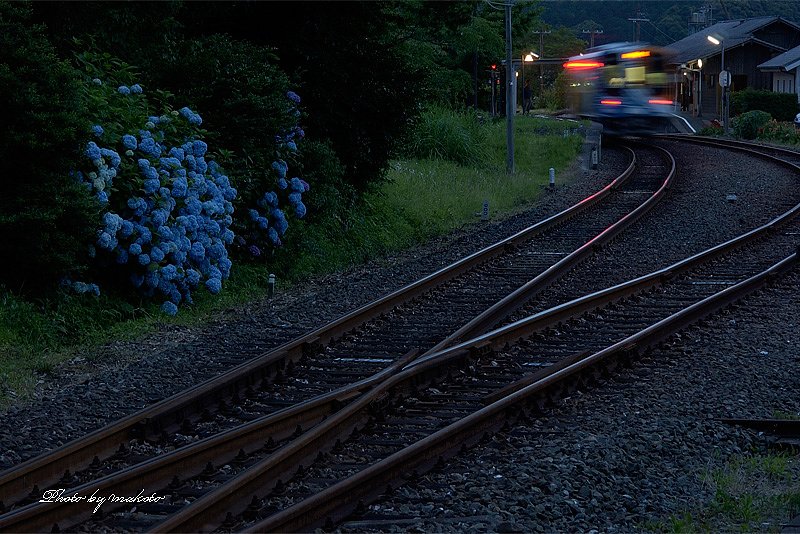 アジサイのある駅