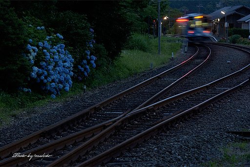 アジサイのある駅