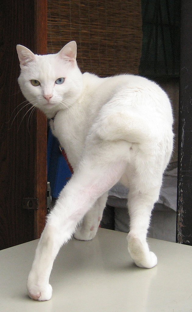 踊らないけどモデル立ち‥