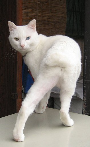 踊らないけどモデル立ち‥