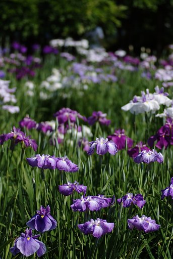 菖蒲園の午後