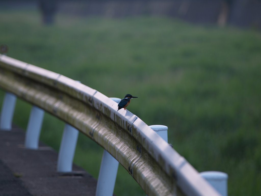 かわせみ