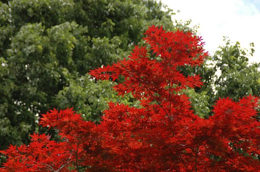 紅葉？