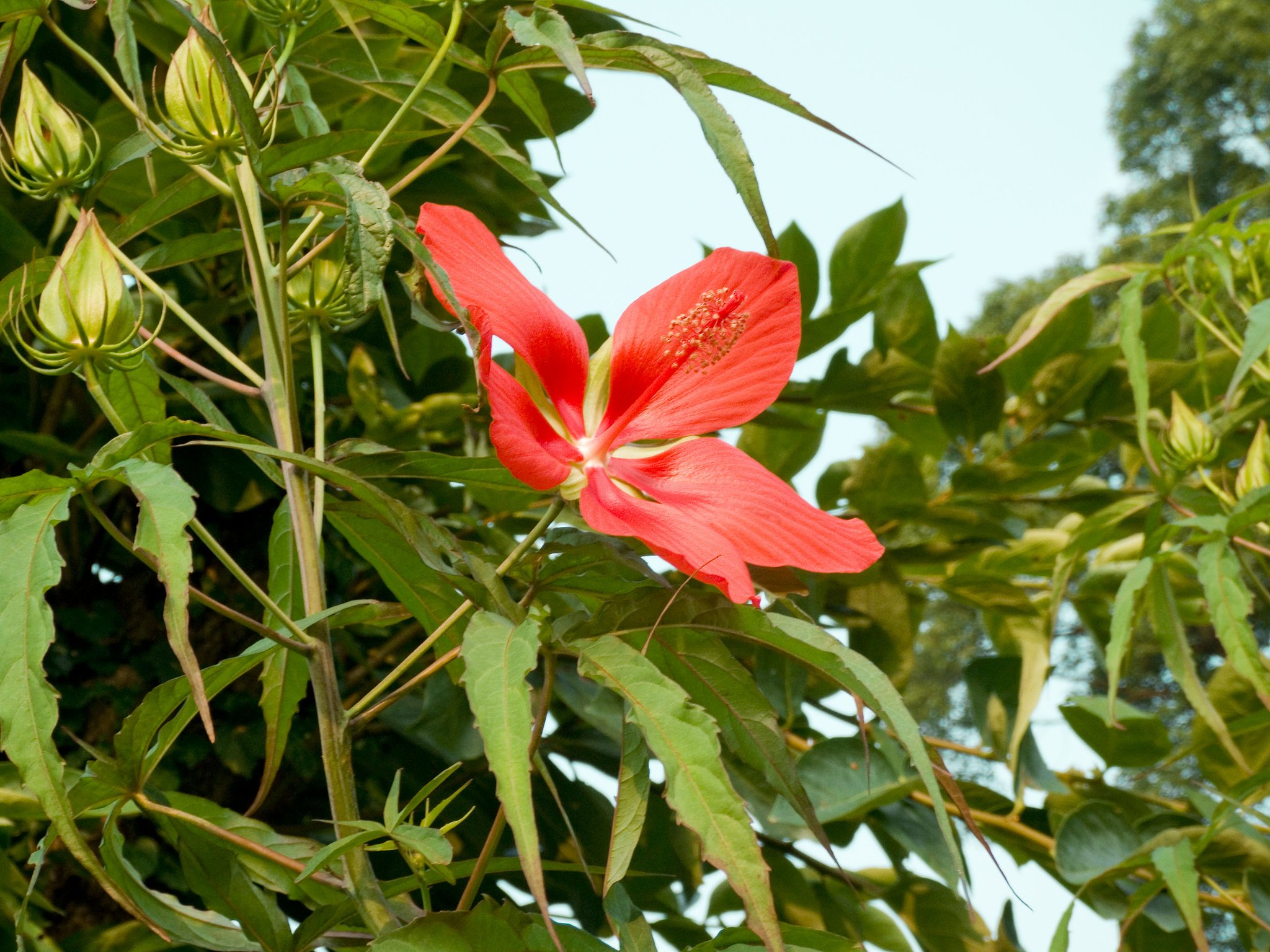 メキシコ芙蓉