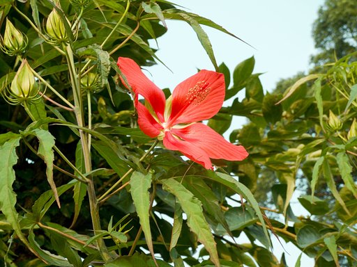 メキシコ芙蓉