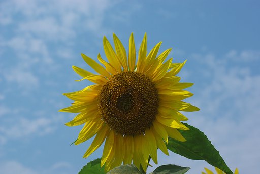 日の丸ひまわり