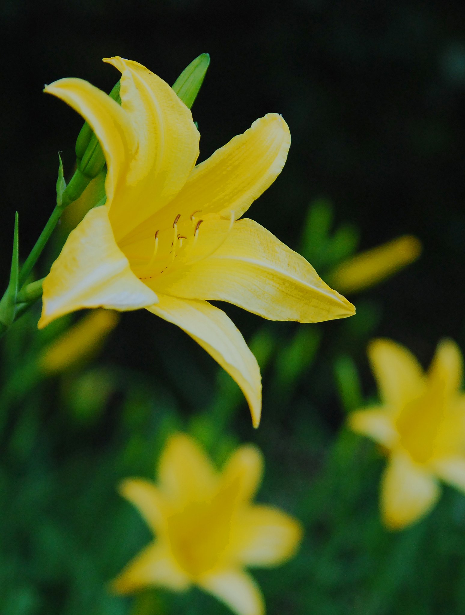 時の花