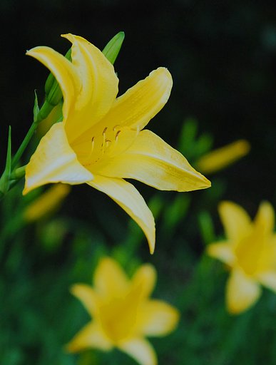 時の花
