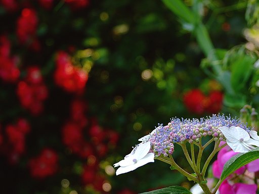 紫陽花