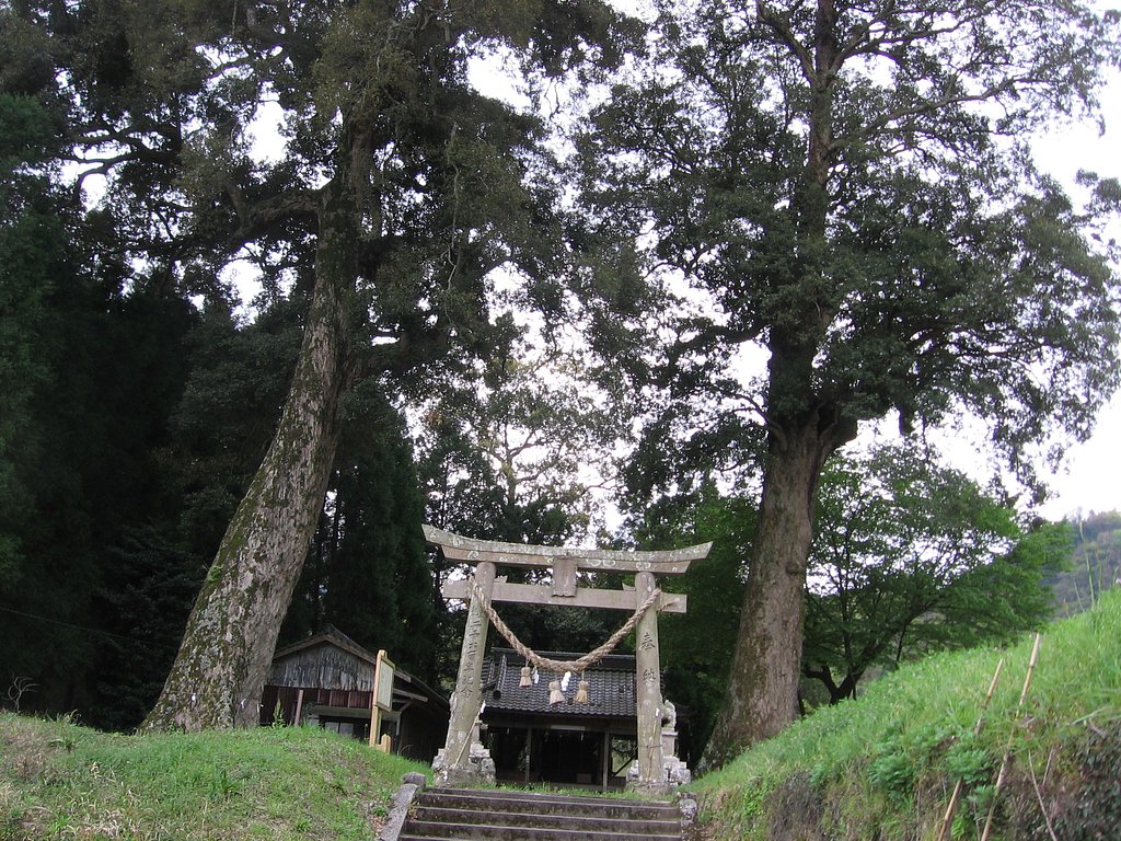 東椎屋のイチイガシ