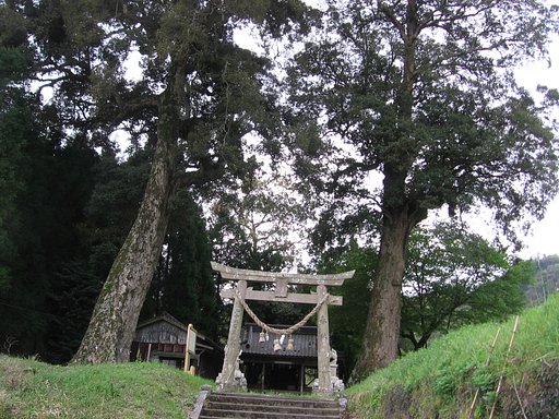 東椎屋のイチイガシ