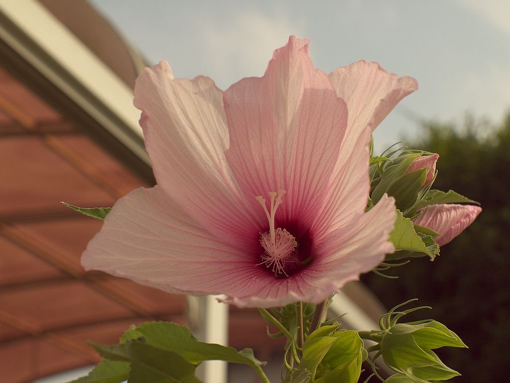 アメリカ芙蓉?