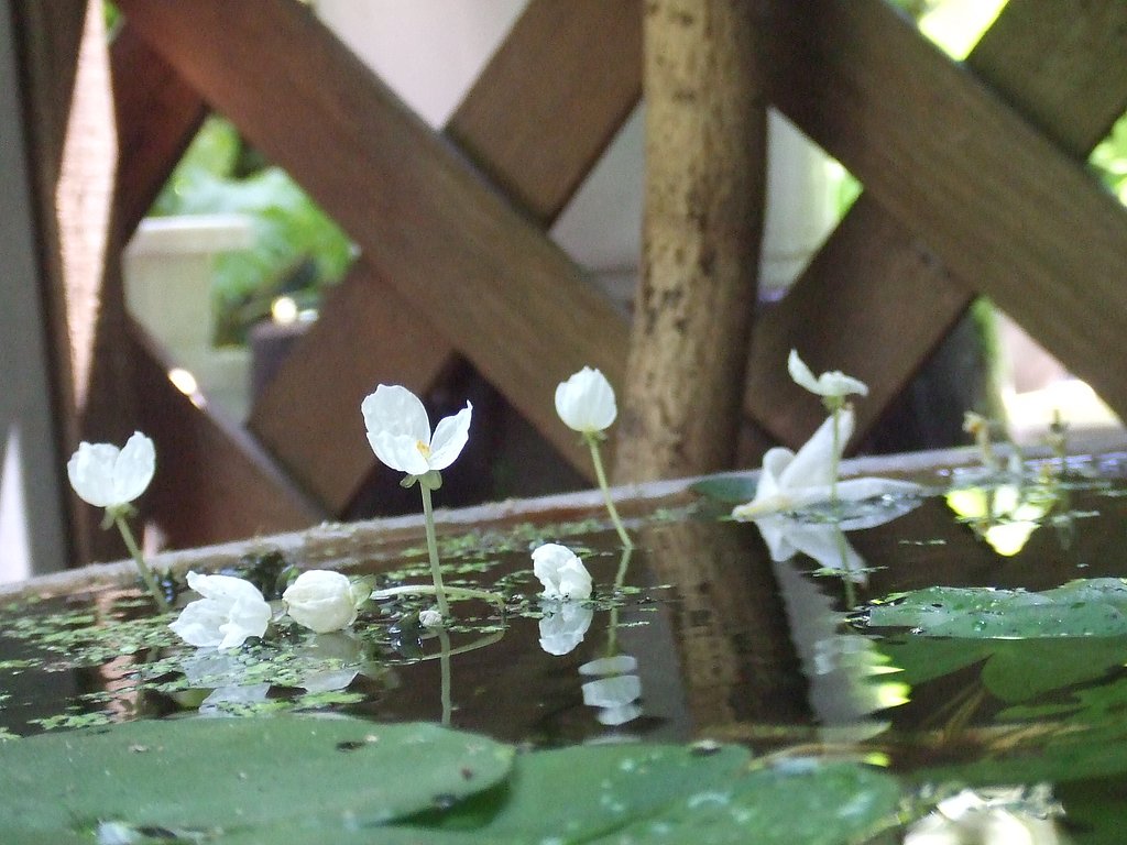 水草から今年も咲いたぁ〜