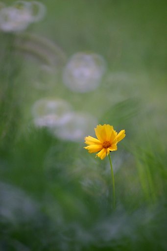 野の花