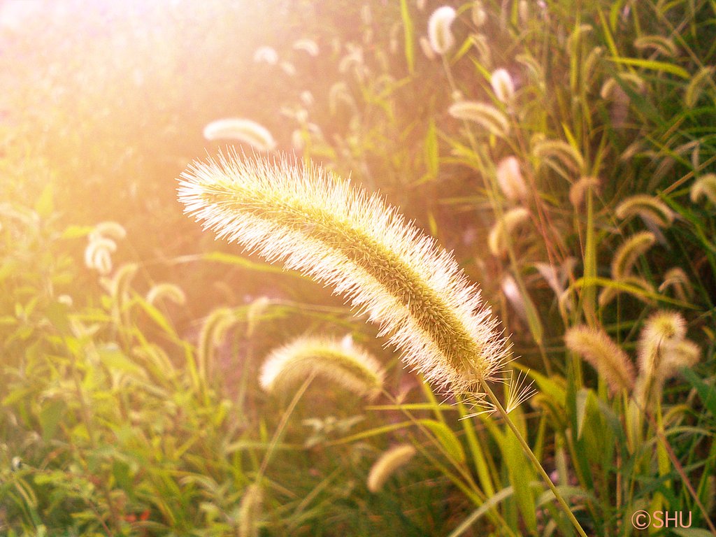 えのころ草