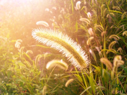 えのころ草