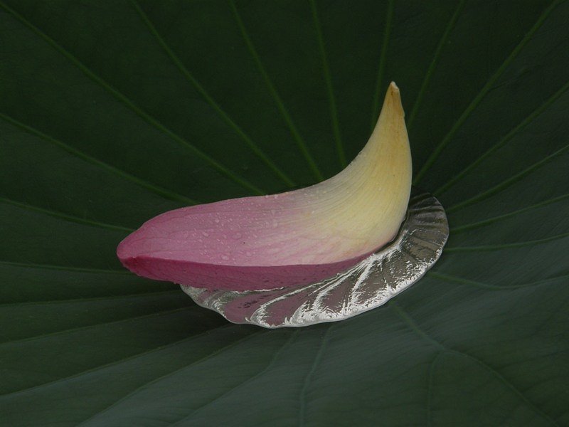 水溜りの花びら