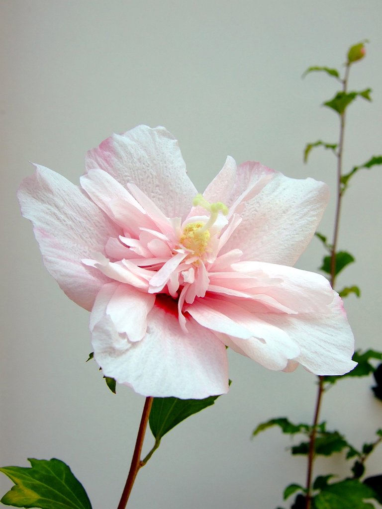 芙蓉
