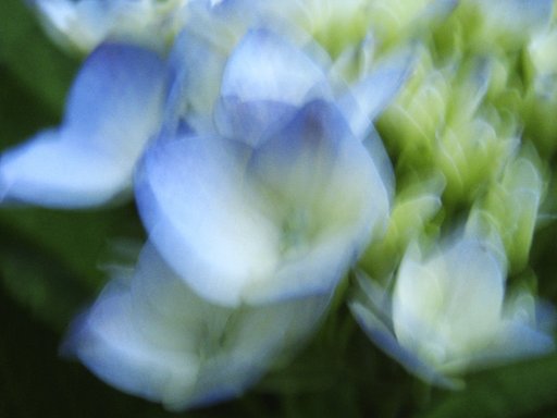 夜の紫陽花