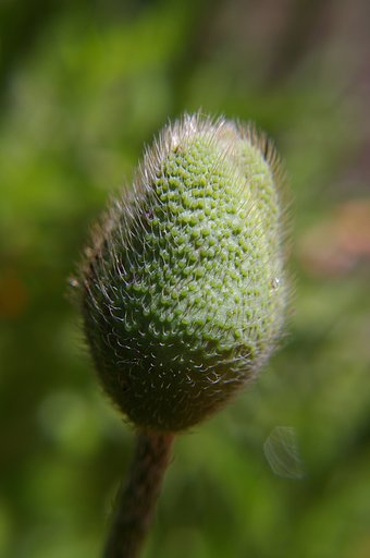 Poppy