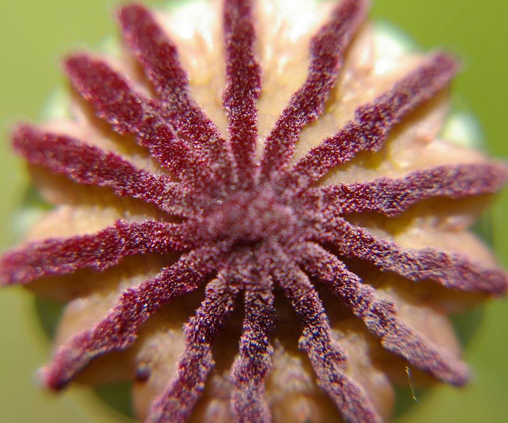 Poppy II