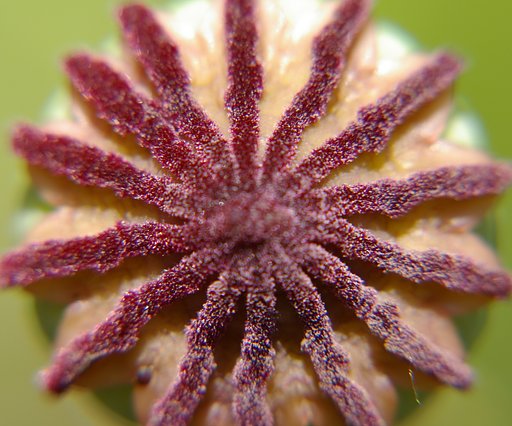 Poppy II