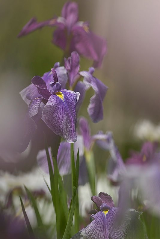望遠で菖蒲・・・