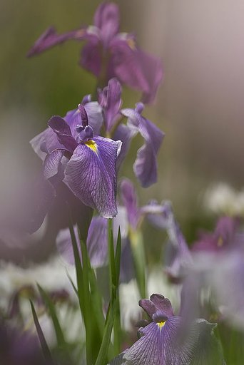 望遠で菖蒲・・・