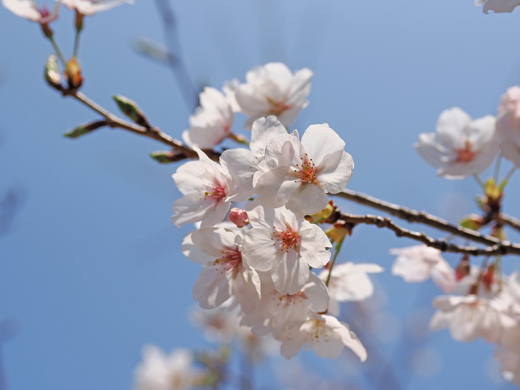 若桜