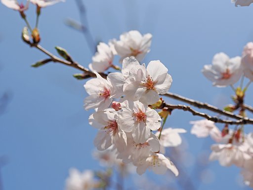 若桜