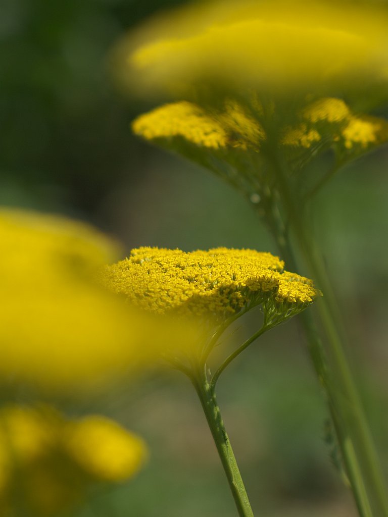 なんの花なのでしょう?^^;
