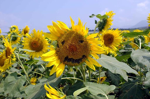 とほほ・・・な夏の顔