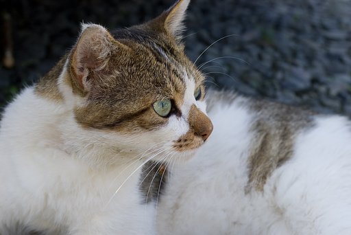 じー…