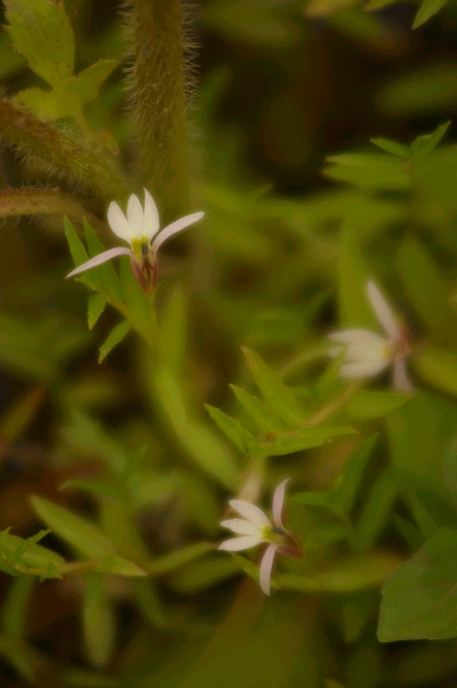 飛ぶが如く・・・・の、花