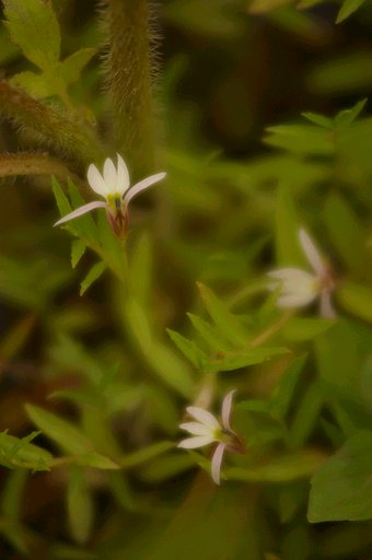 飛ぶが如く・・・・の、花