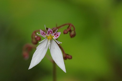 鞍馬のユキノシタ
